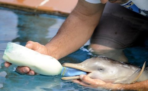 Imagen tierna delfin bebe