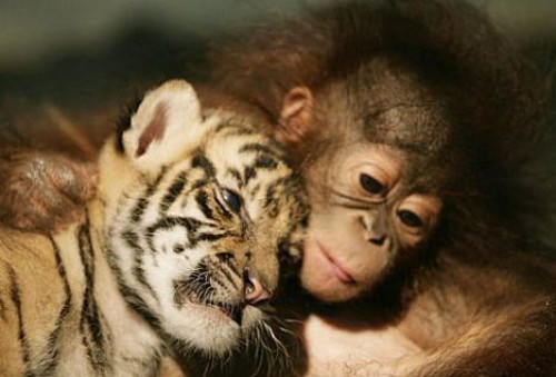 bebe tigre y bebe orangutan