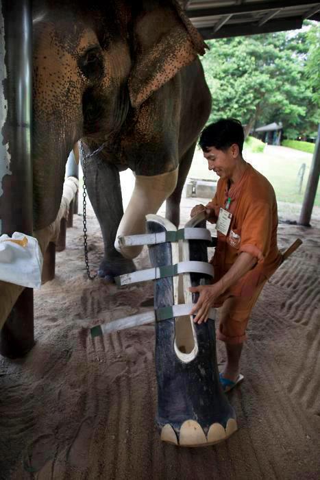 elefante ayudado por humano