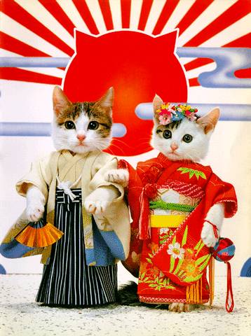 imagenes tiernas de gatos orientales