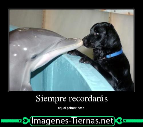 Delfin_besando_a_perro