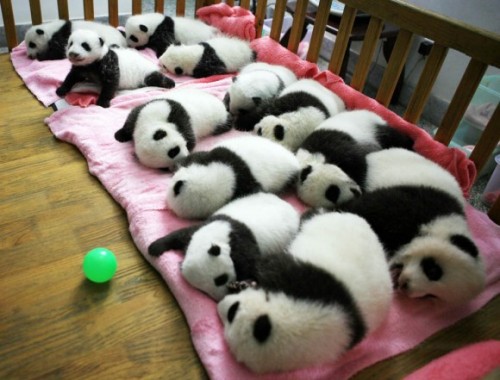 Osos pandas bebes