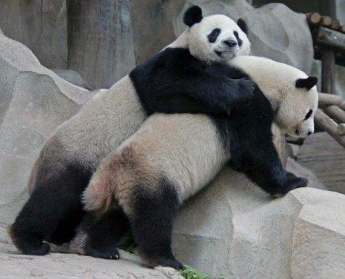 panda-imangen da amistad