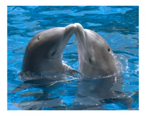 beso del delfin