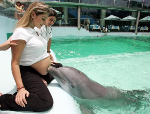 delfin-embarazada