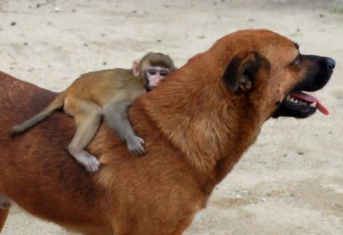 imagen de amistad animal