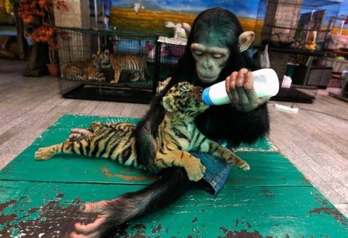 Mono alimenta a tigre