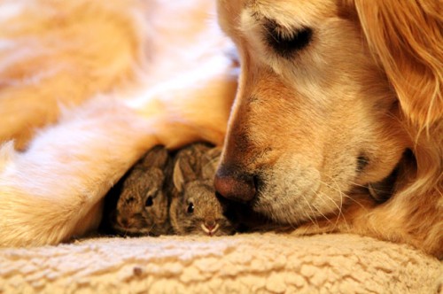 perro cuidando conejitos