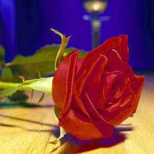 rosa-romantica