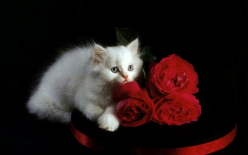 gatitos con rosas-