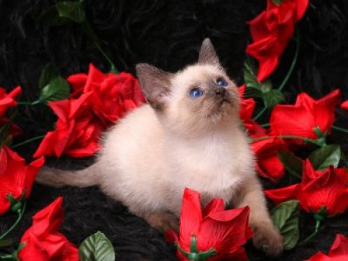 -gatitos con rosas