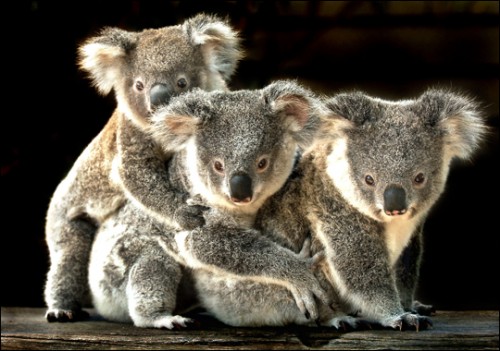 Imagenes de Koalas