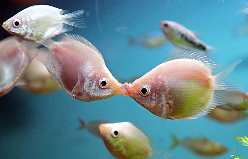 peces-besandose