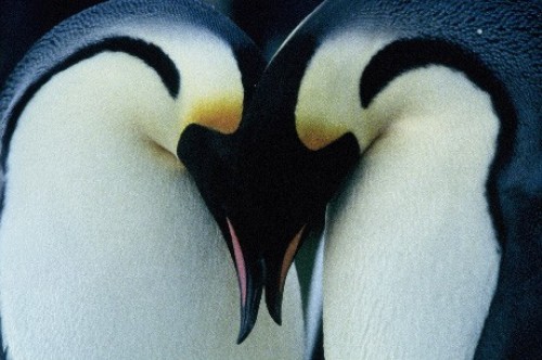 pinguinos enamorad