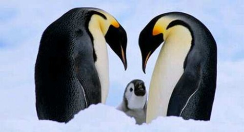 pinguinos lindos