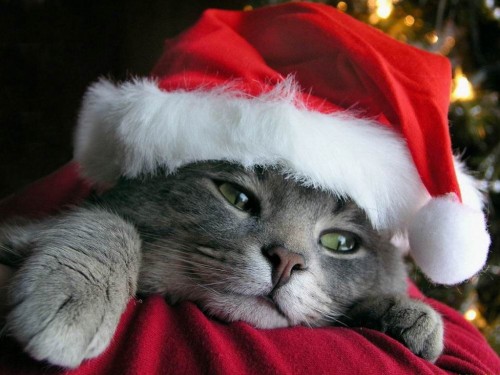 gatito navideño