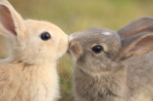 besos animales