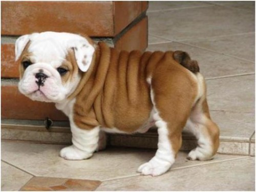 bebe-adorable-bulldog-ingles-cachorros-96703608_3