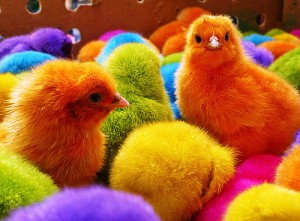 imagenes tiernas de pollitos de colores