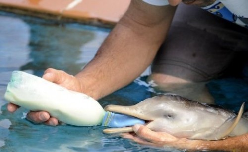 delfin-bebe