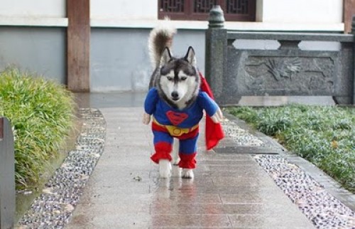 husky-superman