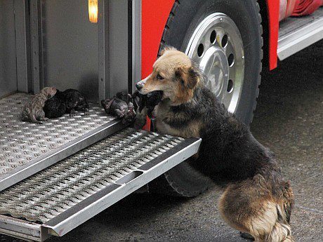 perro bombero