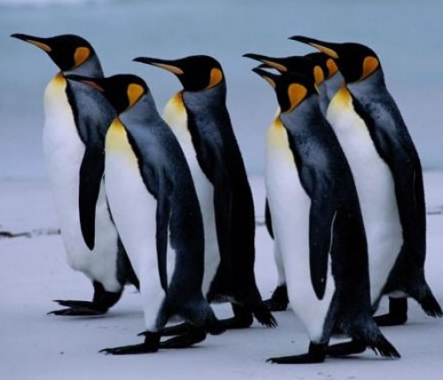 Pinguinos