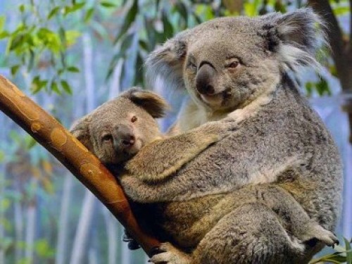 Imagenes de Koalas