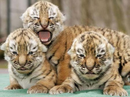 tigres bebes