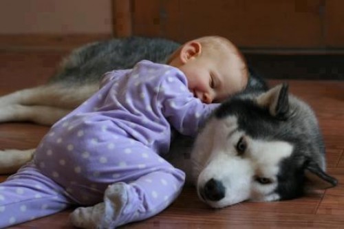 perro cuidando a bebe