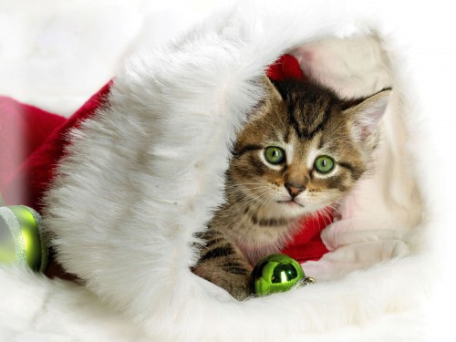 lindo gatito navideño