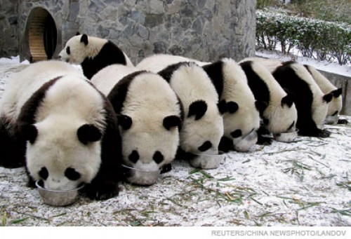 imagenes tiernas de Pandas