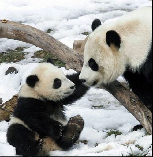 imagenes tiernas de Pandas