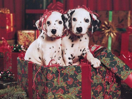 perritos navideños