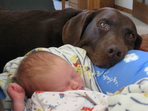 perro cuidando a bebe