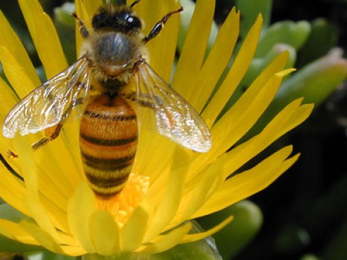 imagenes bonitas de abejas y flores
