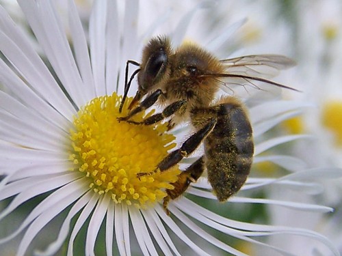 imagenes bonitas de abejas y flores