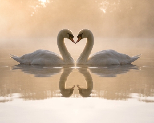 Cisnes enamorados