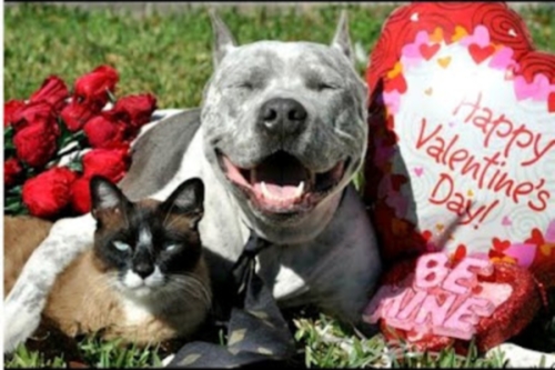 Imagenes de animalitos para el dia de San Valentin