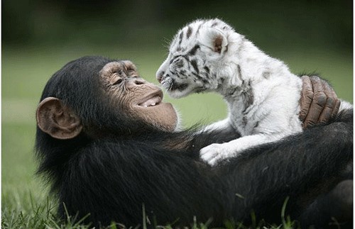 Amistad entre Animales