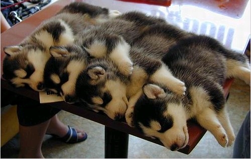 perritos dormidos