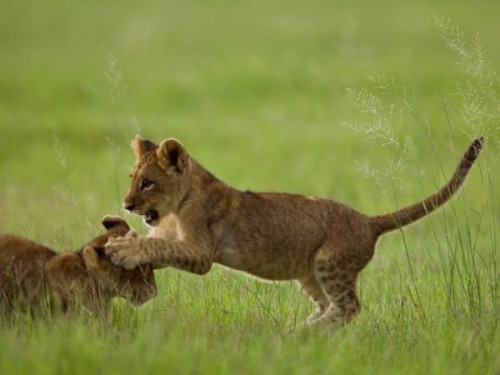lion-cub-pawing-head_27533_600x450